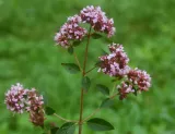 dobromysl-obecna-origanum-vulgare-slozene-kvetenstvi.jpg