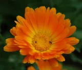 mesicek-lekarsky-calendula-officinalis-detail-kvetenstvi.jpg